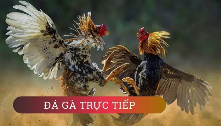 Tìm Hiểu Cách Chơi Đá Gà WS168 Tại HCM66 Vui Vẻ Hấp Dẫn
