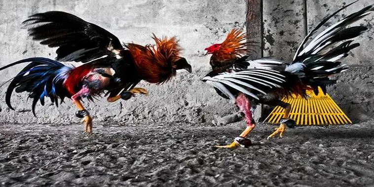 Cách Chơi Đá Gà GA28 Tại HCM66 Đầy Thú Vị Cho Người Mới Bắt Đầu